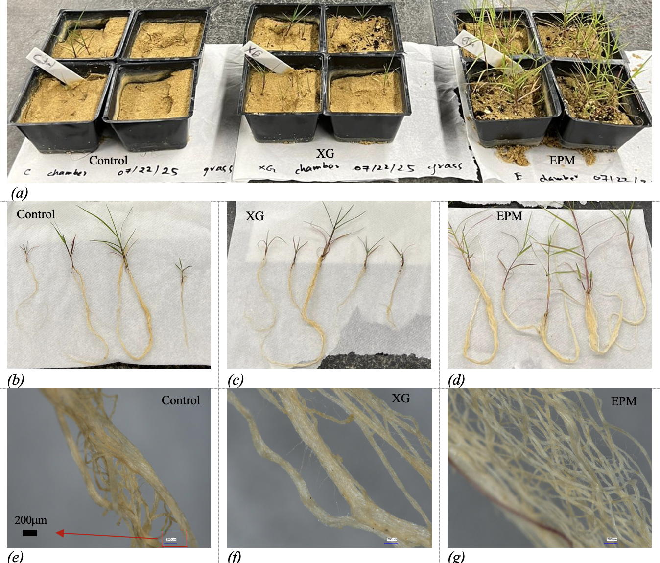 environmental biopolymer samples